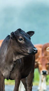 558631121d8c4b10a29365da2a0ef047