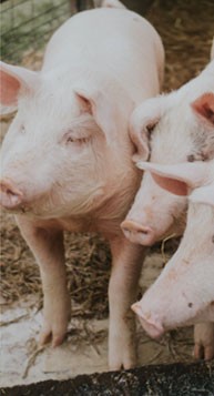 eea97cb793ea4f80bee4b01d5aeb0c39