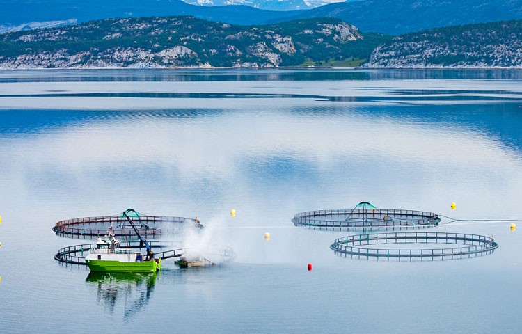 97国际官网养殖成本更低、更赢利