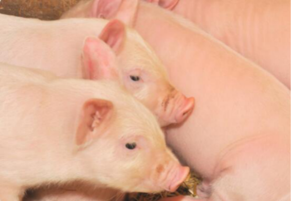 97国际·(中国区)集团官方网站